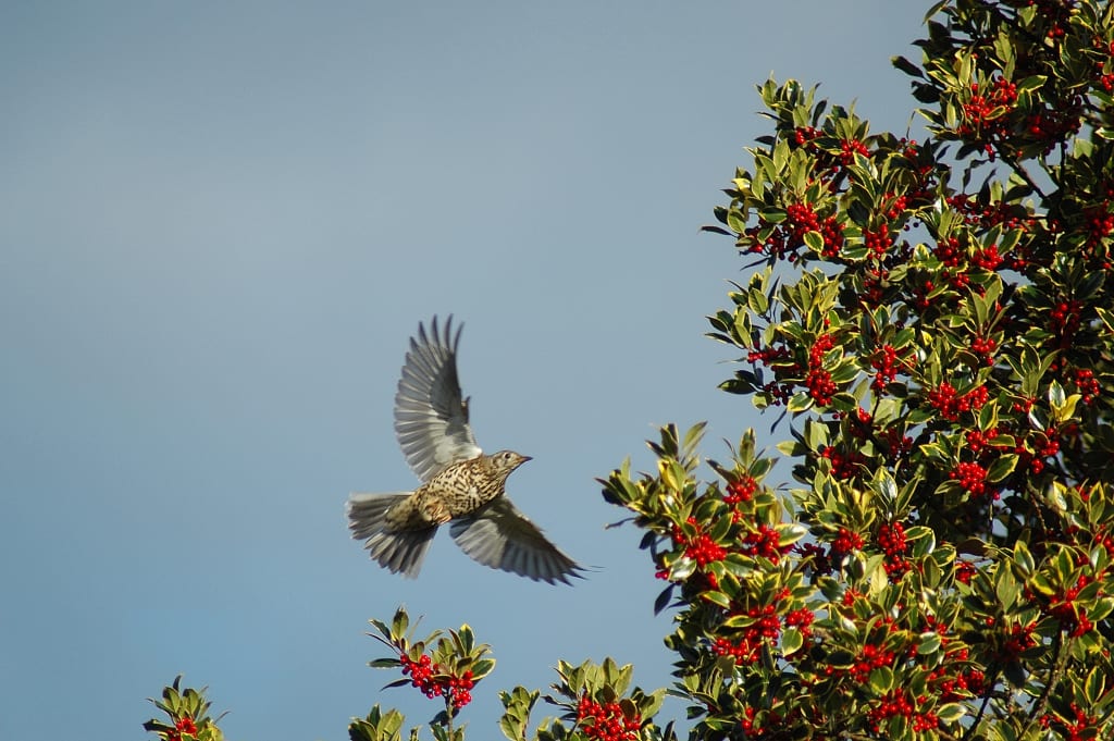 A mistle thrush flying towards a Holly tree with berries on