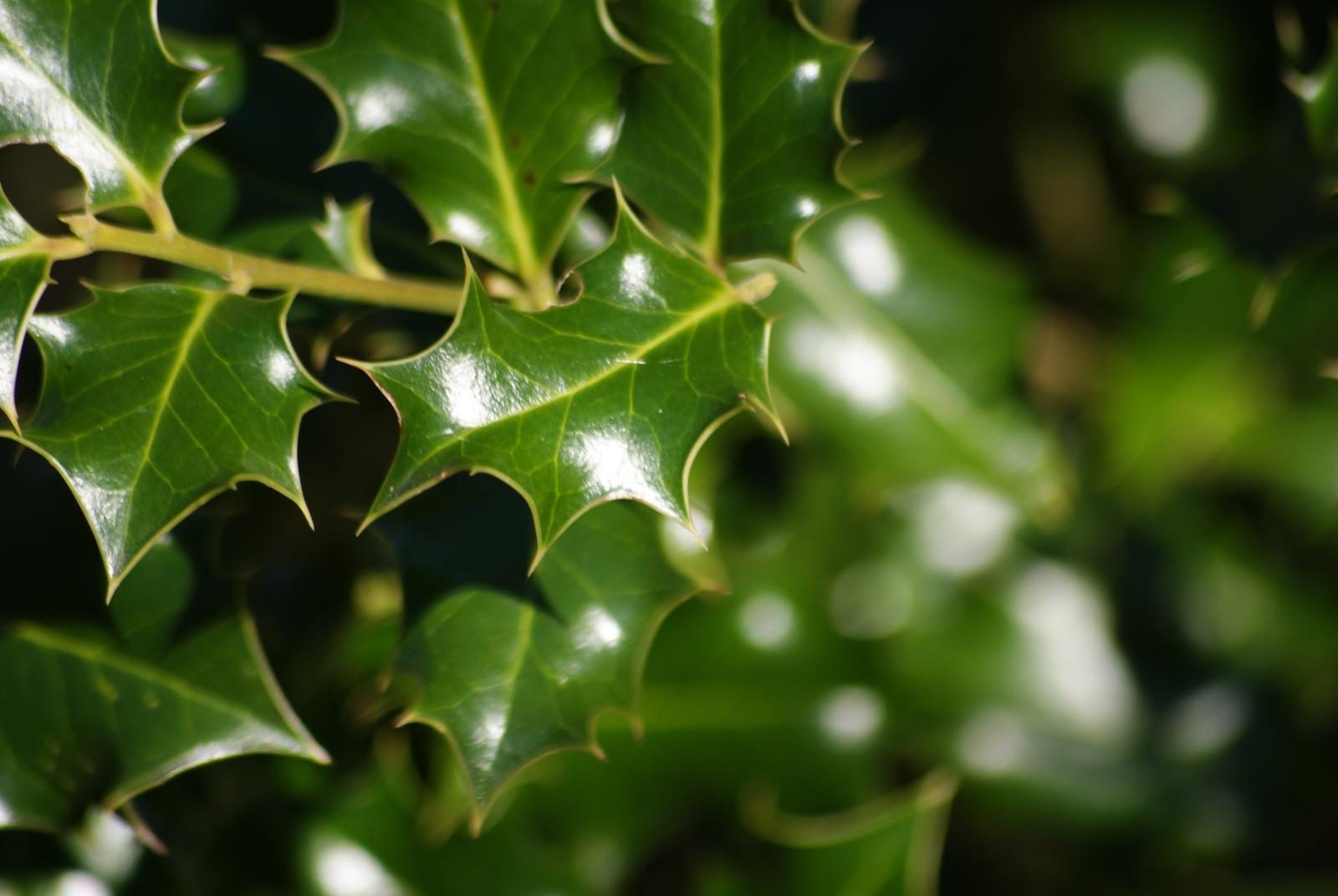 Close up of spiky Holly leaves
