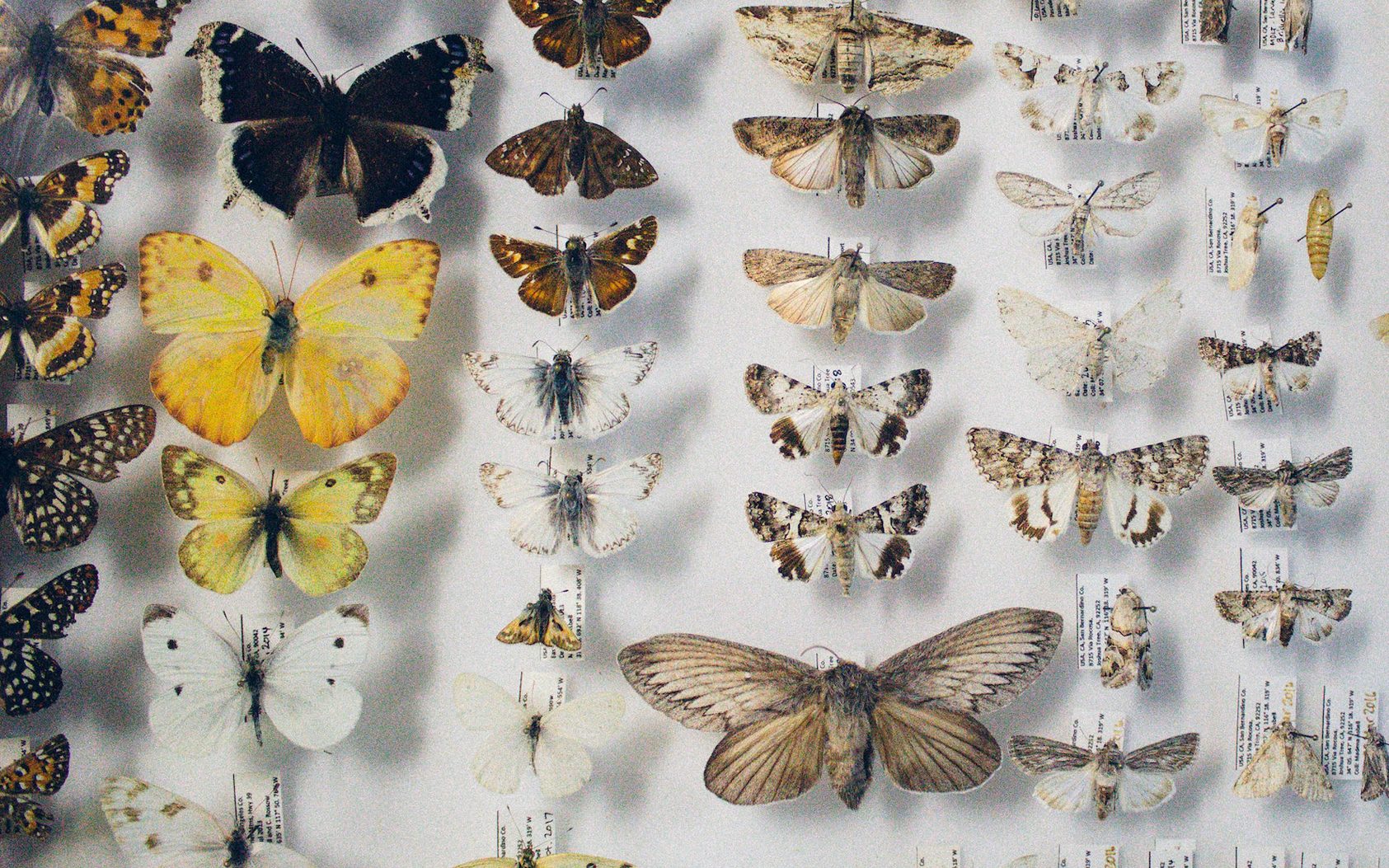 Moths and butterflies, Pollinator, Insect, Butterfly, Arthropod, Organism