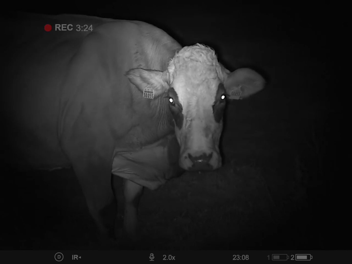 Night vision footage of a cow with glowing eyes and ear tag '30055'.