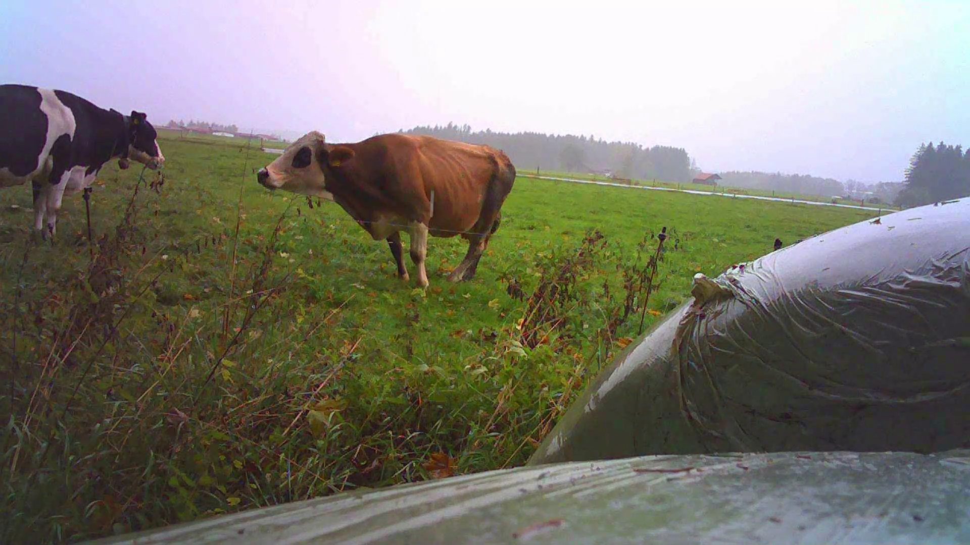 Two cows, one black and white, one brown, in a misty field with a large wrapped bale.
