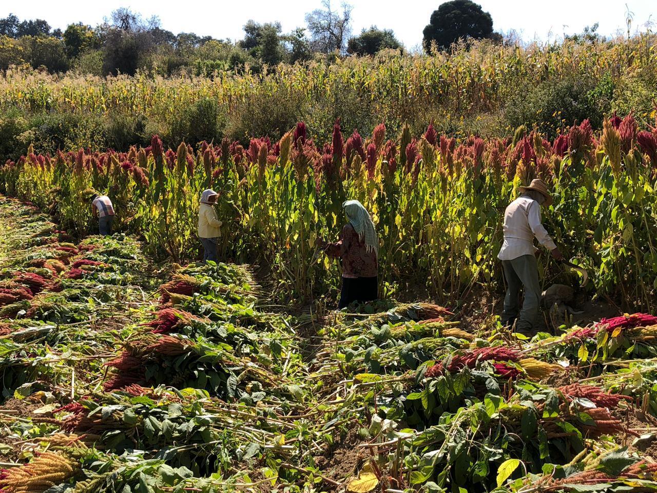 People in nature, Plant community, Shrub, Agriculture, Grass, Tree