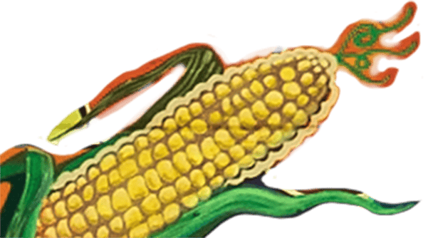 Corn on the cob, Natural foods, Staple food, Plant, Ingredient