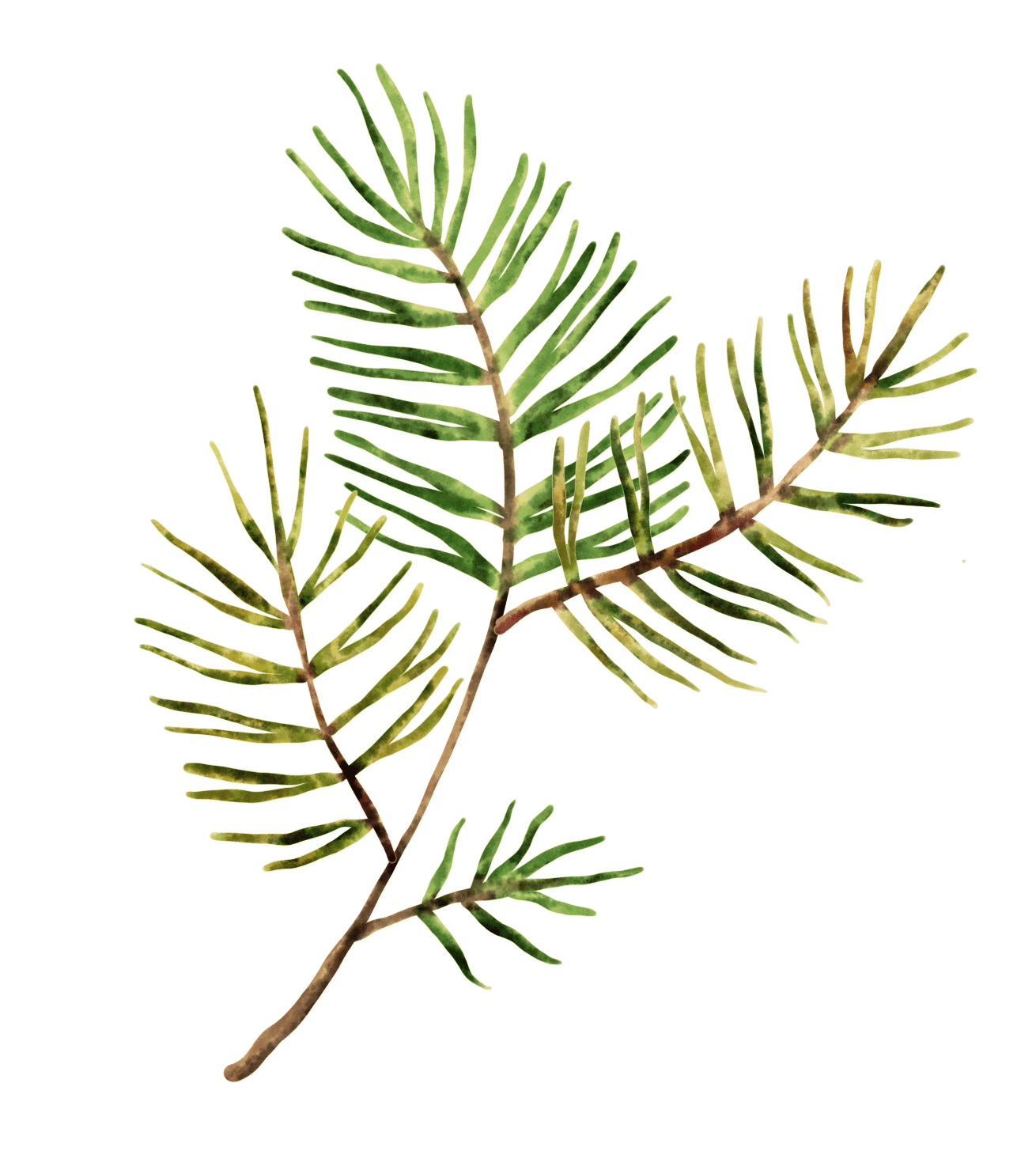 Terrestrial plant, Twig, Evergreen, Tree