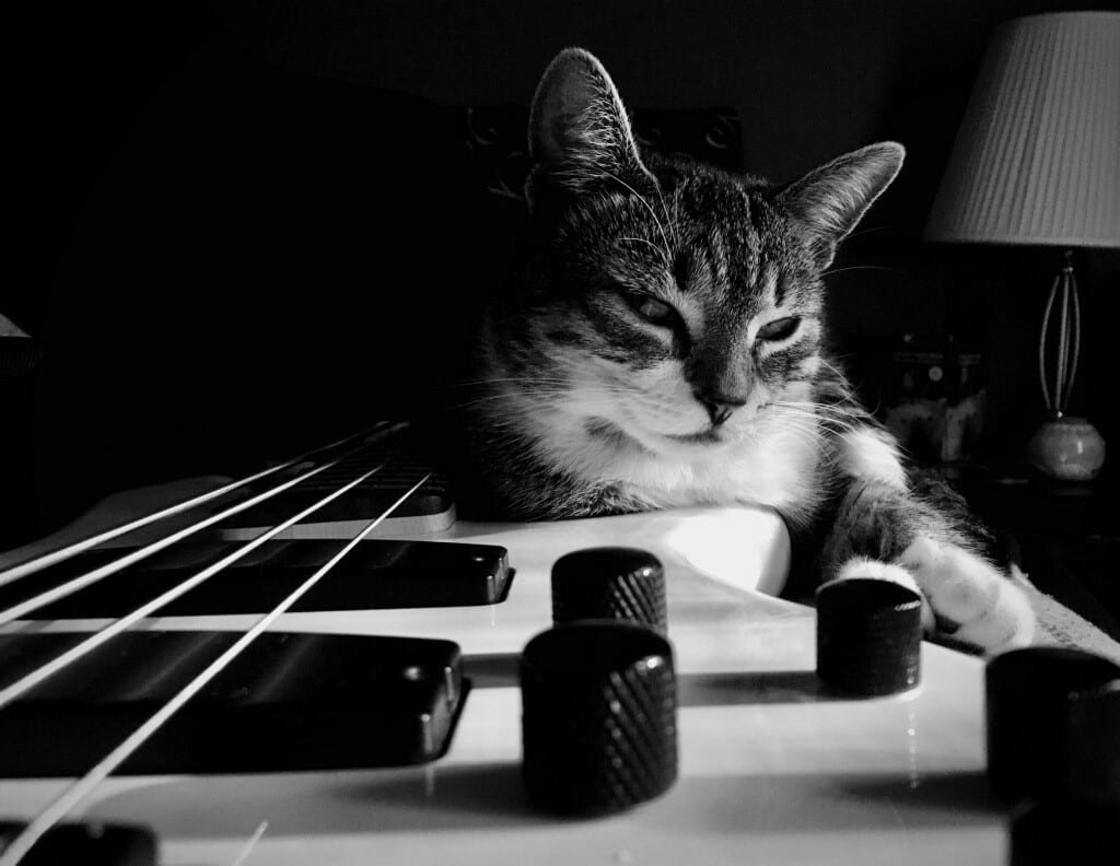 Small to medium-sized cats, Guitar accessory, Musical instrument, Cat, Light, Carnivore, Felidae, Black-and-white, Lamp, Style