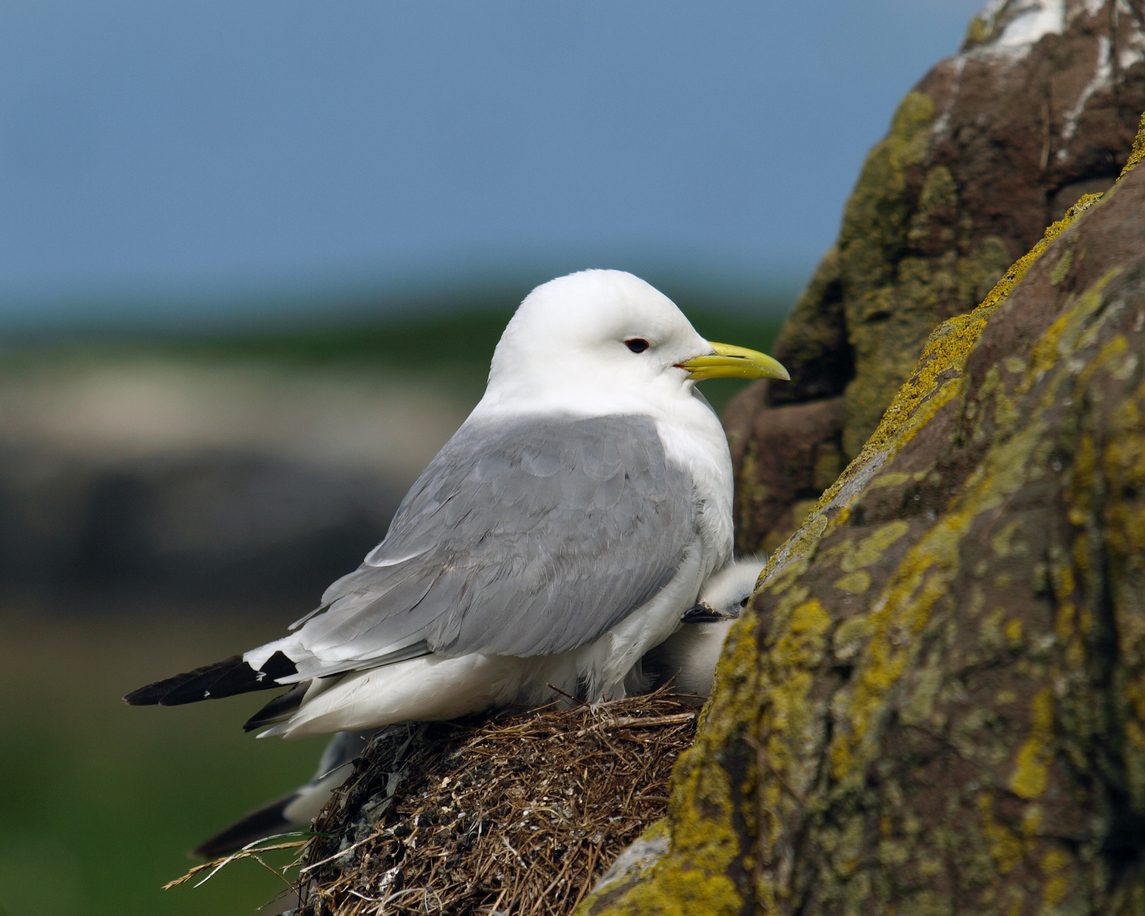 Bird, Beak, Sky, Feather, Lari, Gull