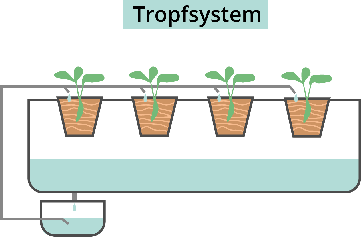 Terrestrial plant, Flowerpot, Houseplant, Rectangle, Leaf, Botany, Tableware, Font, Liquid