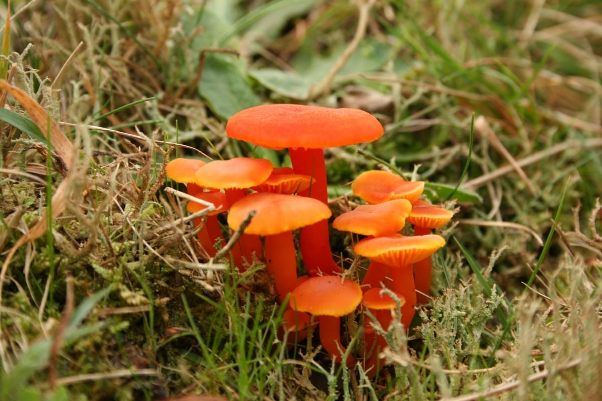 Plant community, Natural landscape, Water, Mushroom, Organism, Biome, Fawn