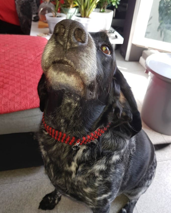 Working animal, Dog breed, Plant, Flowerpot, Collar, Carnivore, Houseplant, Fawn, Whiskers