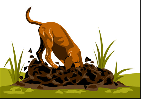 Terrestrial animal, Organism, Carnivore