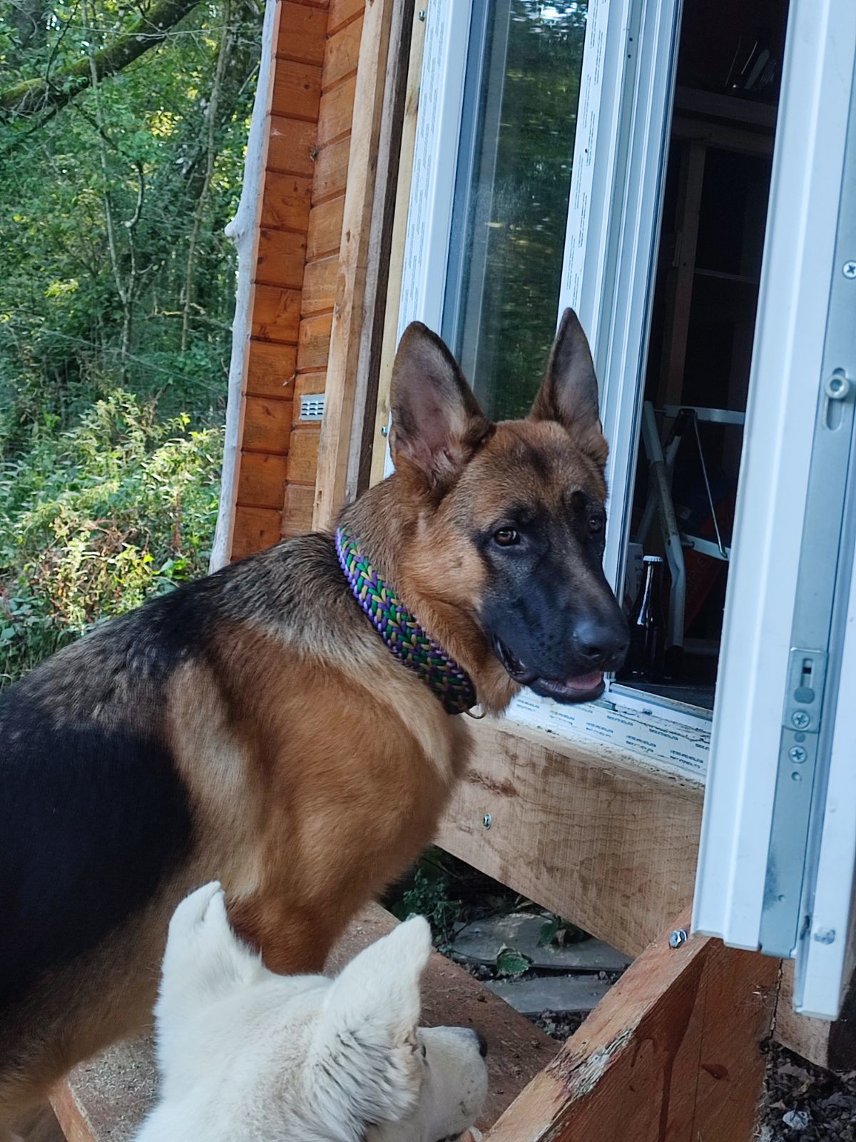 Dog breed, Working animal, Carnivore, Collar, Plant, Window, Fawn