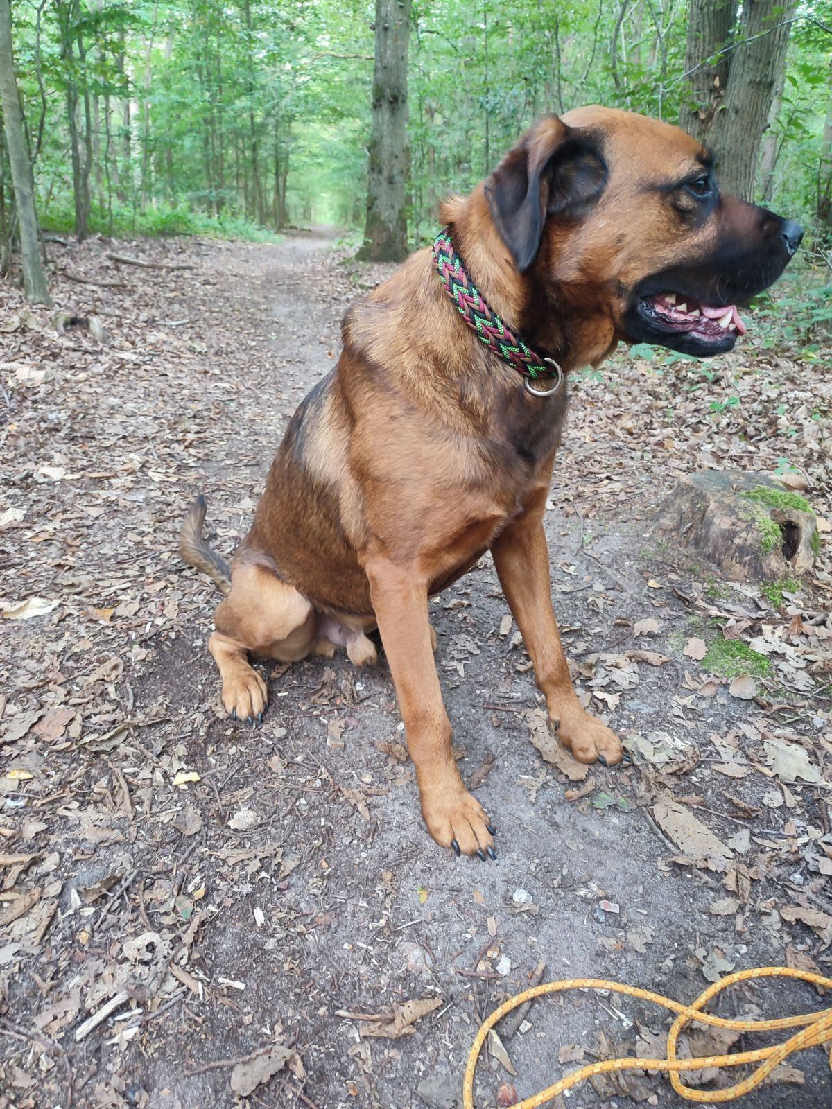 Dog breed, Plant, Tree, Collar, Carnivore, Liver, Fawn