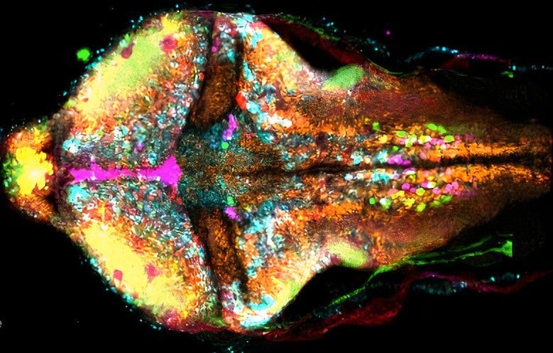 Hand, Organism