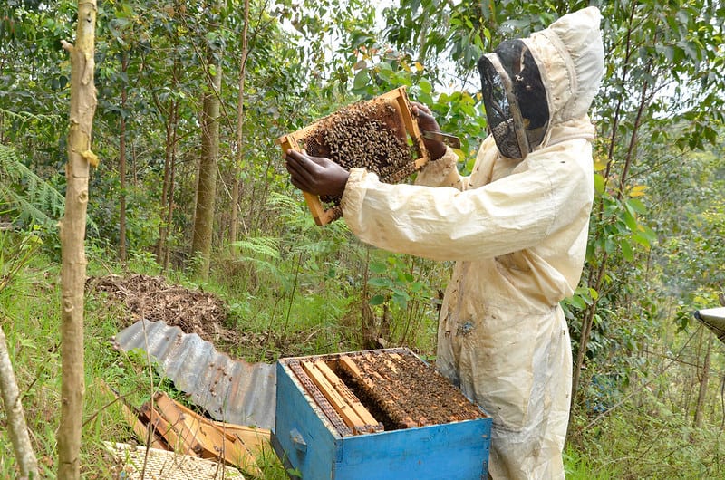Natural material, Beekeeper, Beehive, Apiary, Pollinator, Insect, Plant, Arthropod, Wood, Honeybee