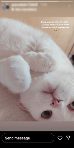 Small to medium-sized cats, Head, Cat, Eye, Carnivore, Felidae, Whiskers