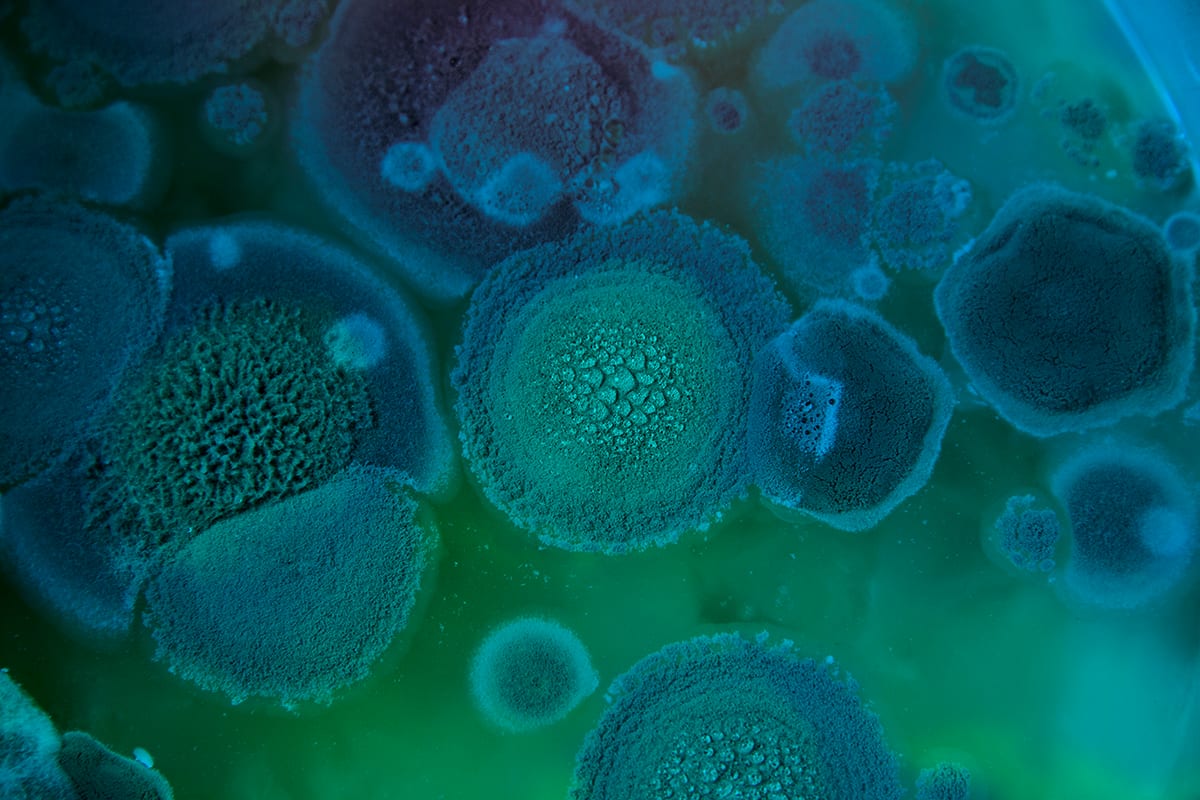 Natural environment, Marine invertebrates, Water, Liquid, Green, Blue, Azure, Underwater, Organism, Fluid