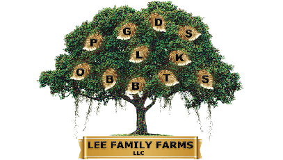 Terrestrial plant, Christmas ornament, Branch, Flowerpot, Tree, Font