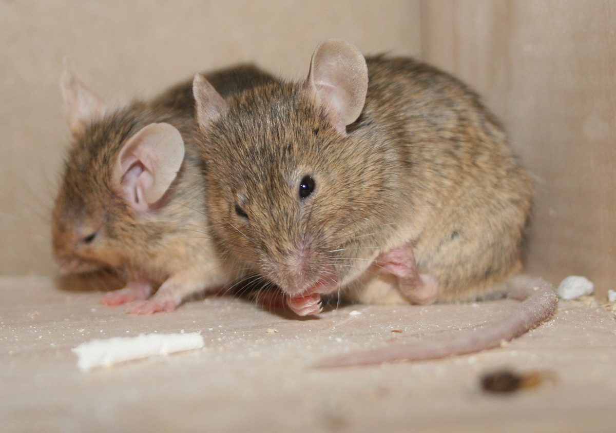 white footed mice, Head, Eye, Rat, Rodent, Whiskers, Fawn