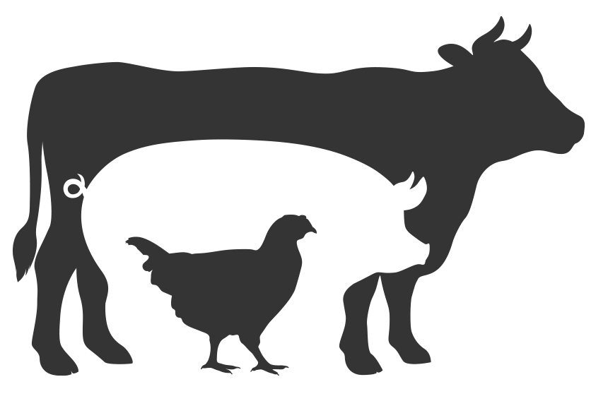 Vertebrate, Bird, Mammal