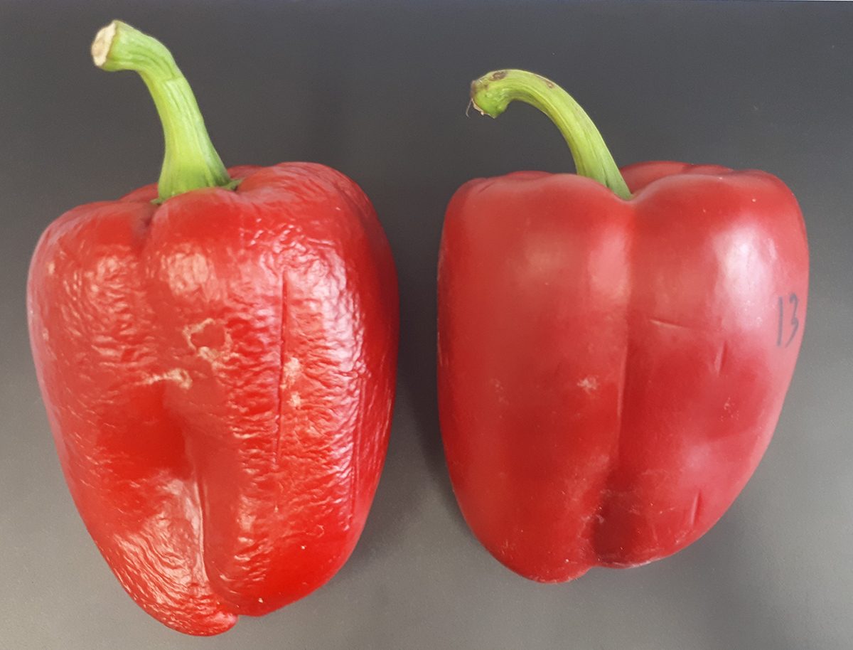 Redpeppers-Sufresca