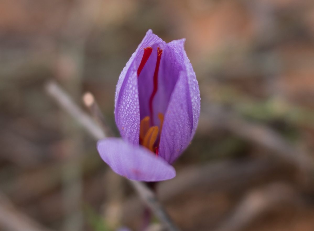 Saffron-Flower-Pharmactive