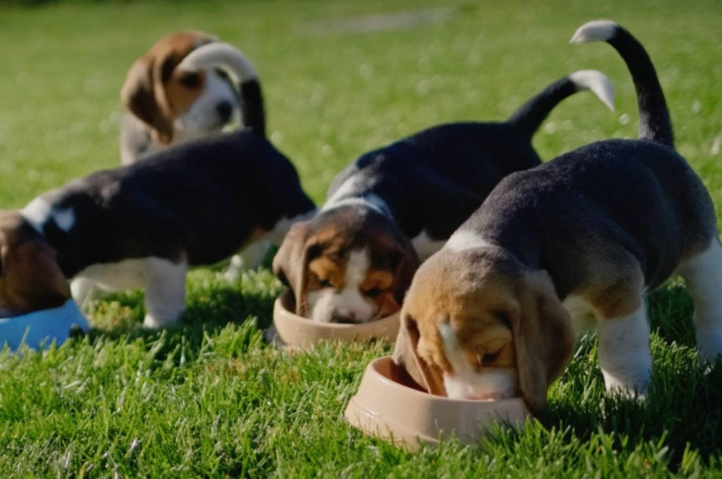 Dog breed, Carnivore, Grass
