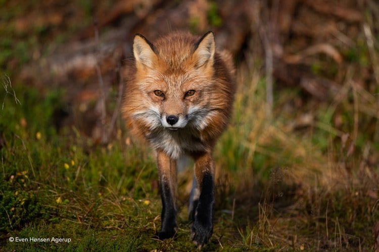 Red fox, Terrestrial animal, Carnivore, Whiskers, Fawn
