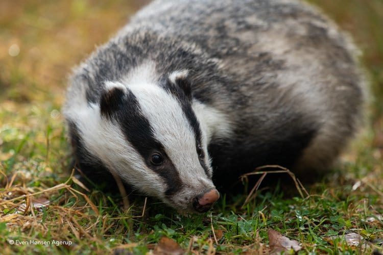 Badger, Plant, Carnivore, Whiskers, Mustelidae