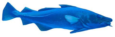 Blue, Water, Fin, Fish