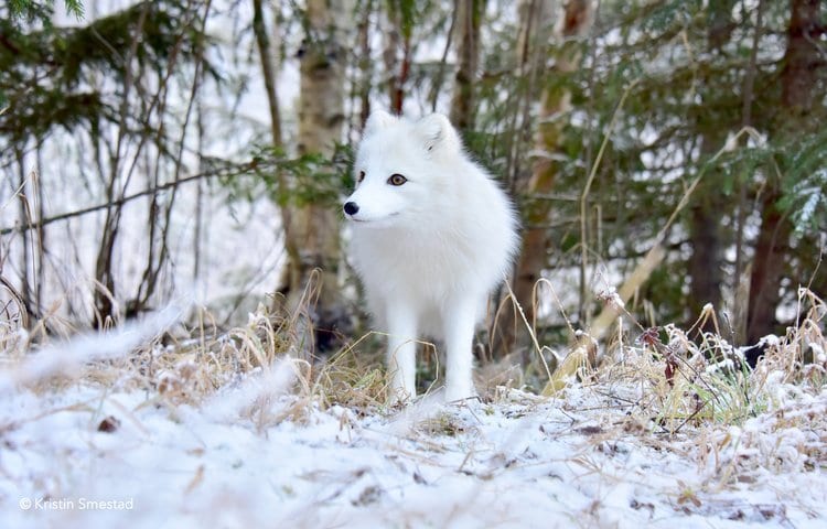 Dog breed, Arctic fox, Snow, Carnivore, Freezing, Fawn