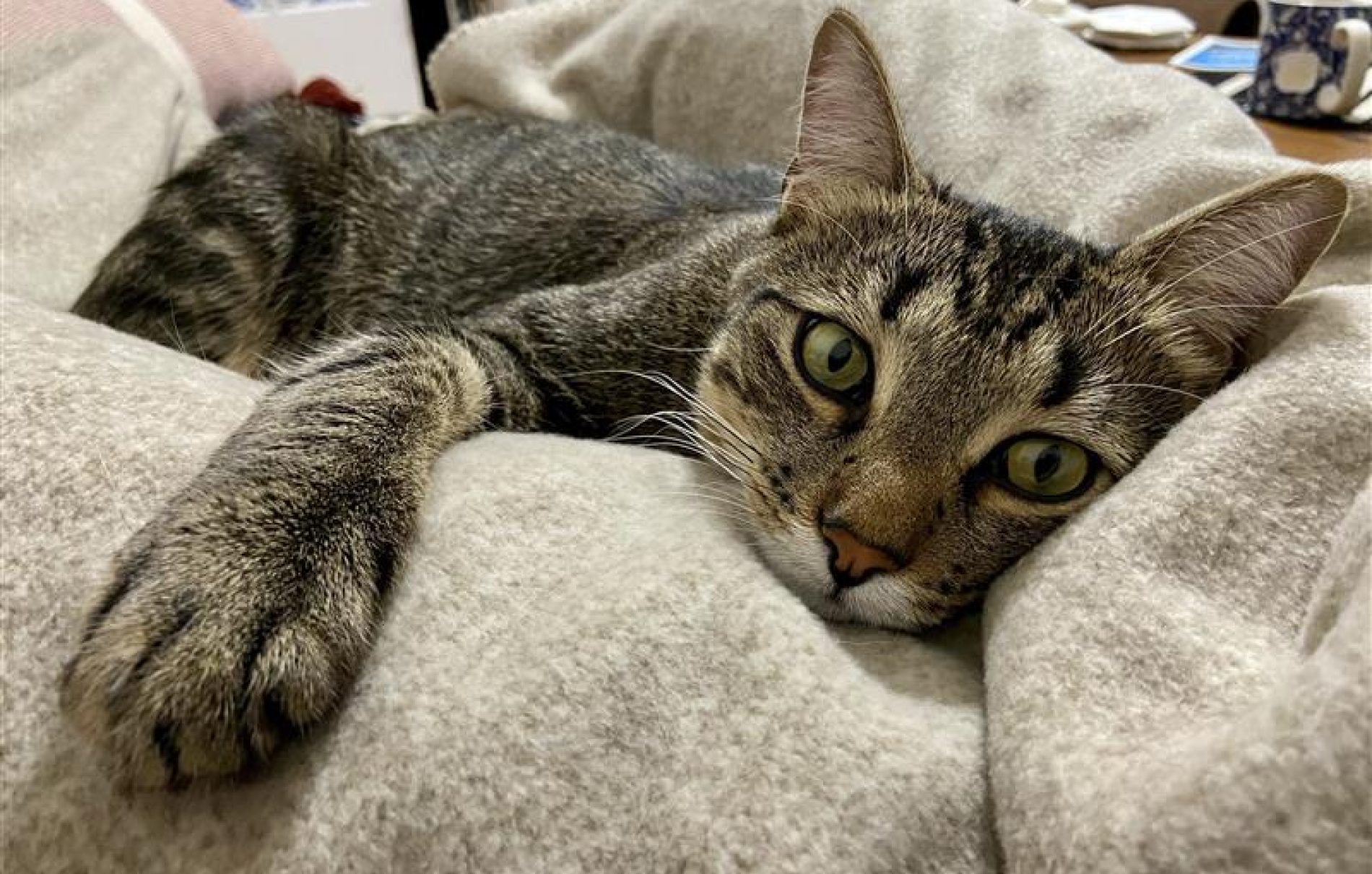Cozy tabby cat with green eyes resting on a light blanket.
