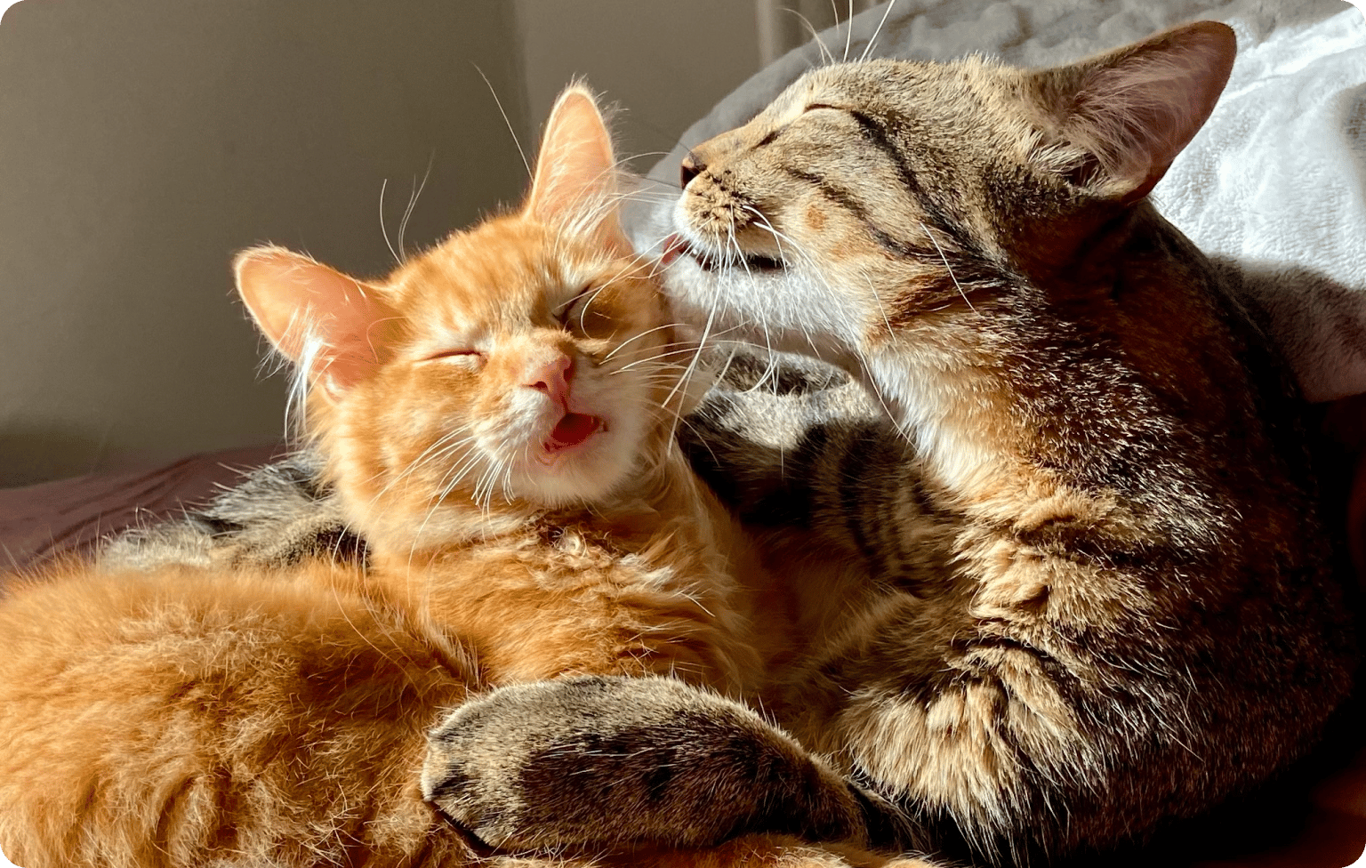 Tabby cat licks orange kitten's head as kitten yawns.