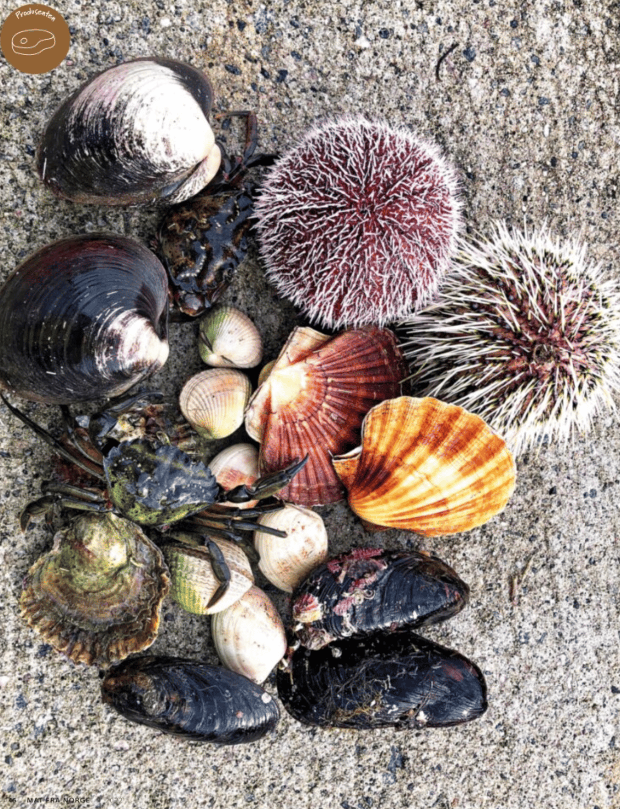 Natural material, Marine invertebrates, Organism, Shell