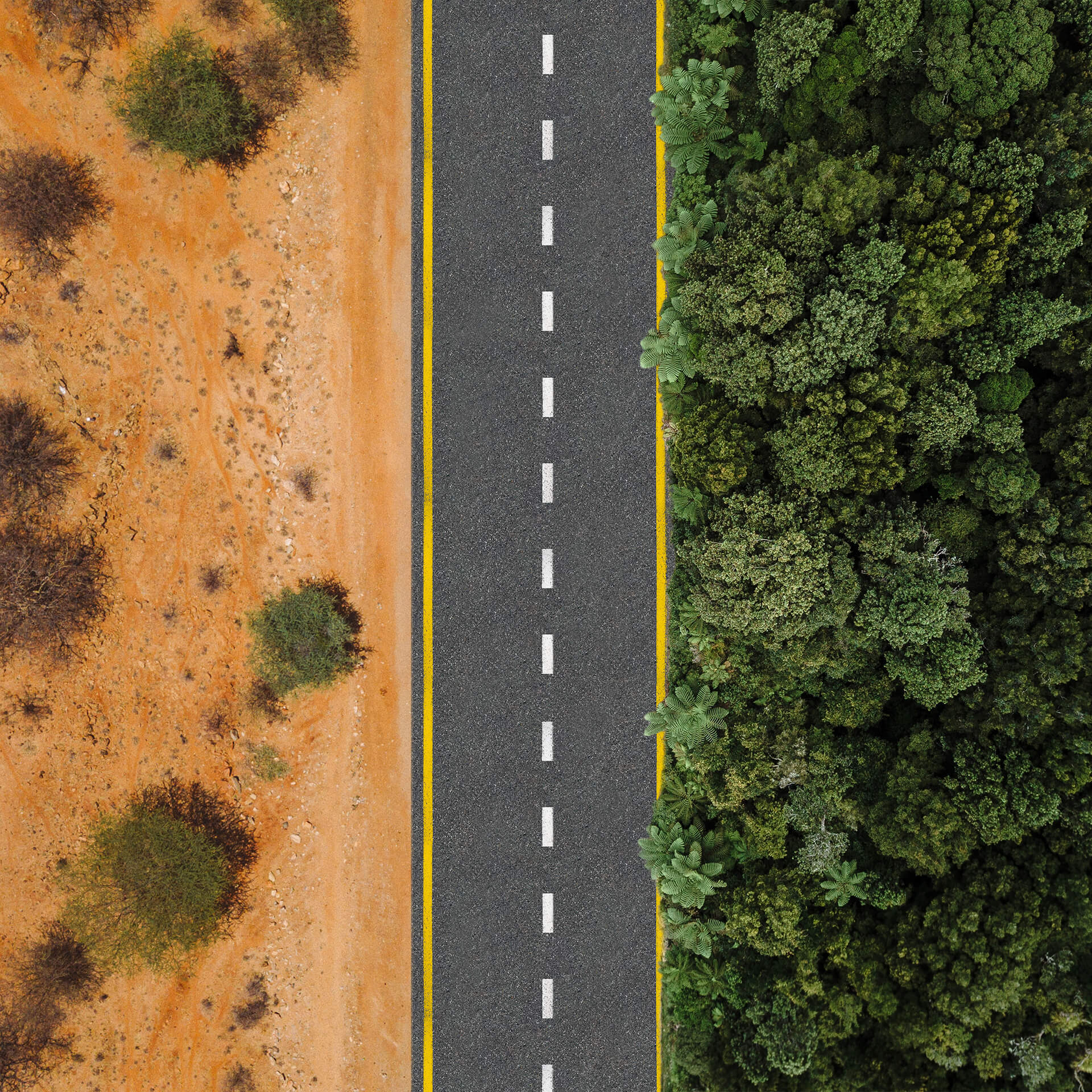 Plant community, Road surface, Leaf, Asphalt, Rectangle, Organism, Vegetation, Grass