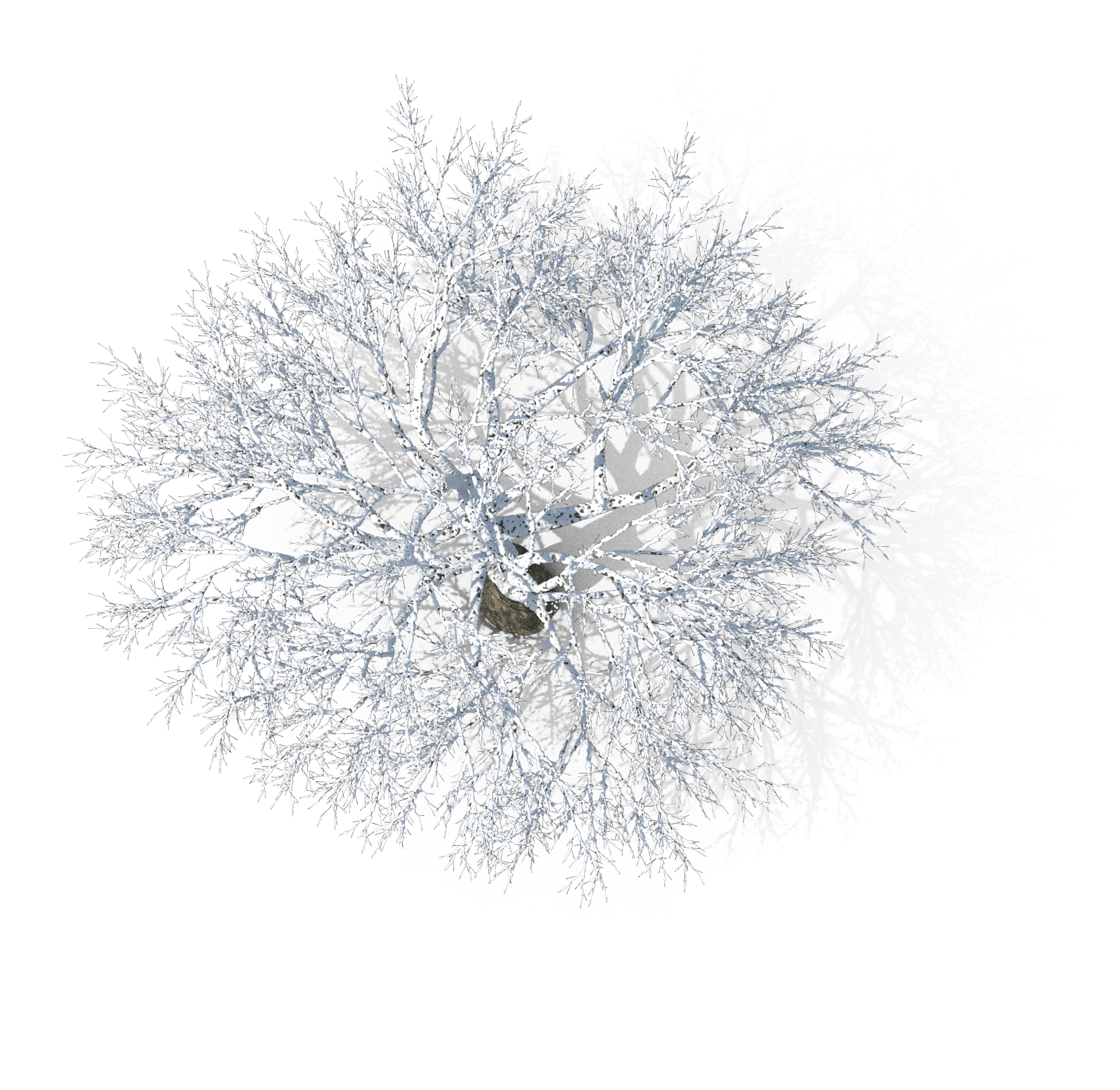 Natural landscape, Plant, Twig, Tree