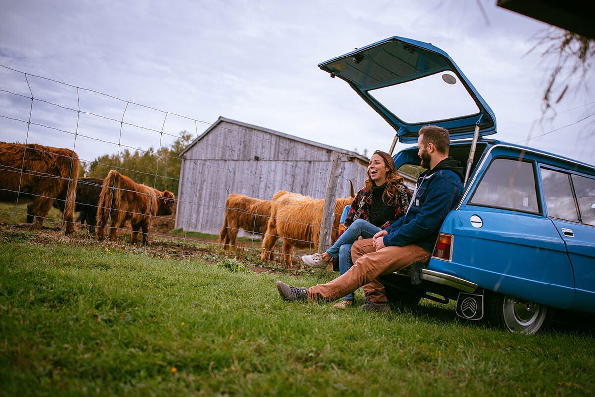 Motor vehicle, Tire, Sky, Wheel, Car, Fawn, Grass, Fence