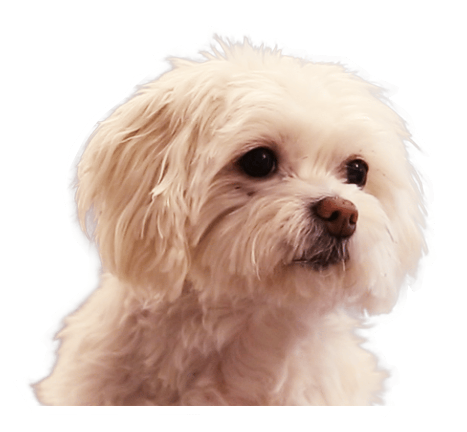 Dog breed, Working animal, Eye, Carnivore, Plant