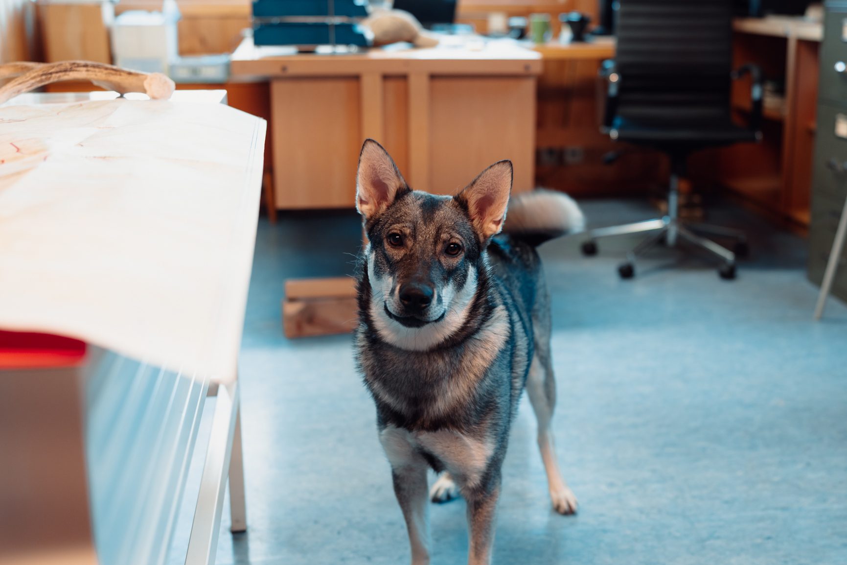 Working animal, Dog, Carnivores, Snout, Canidae