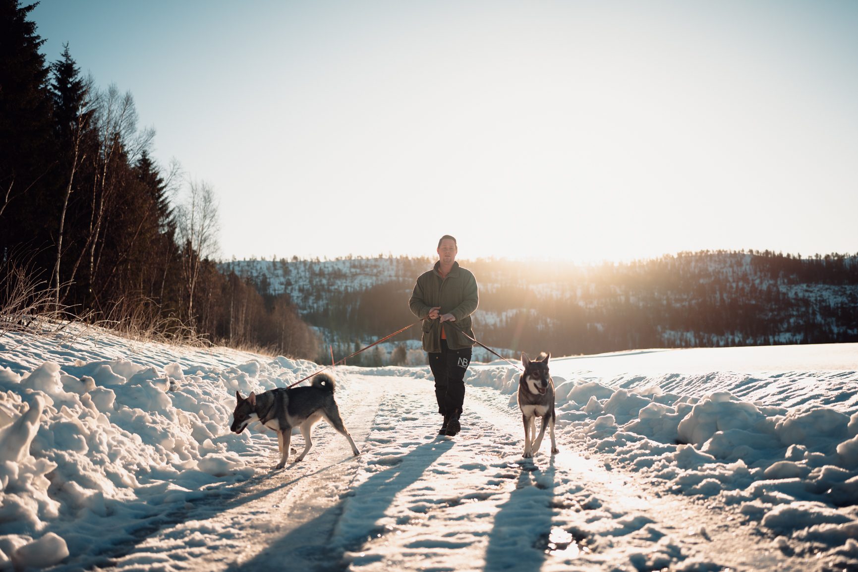 Dog, Carnivores, Winter, Snow