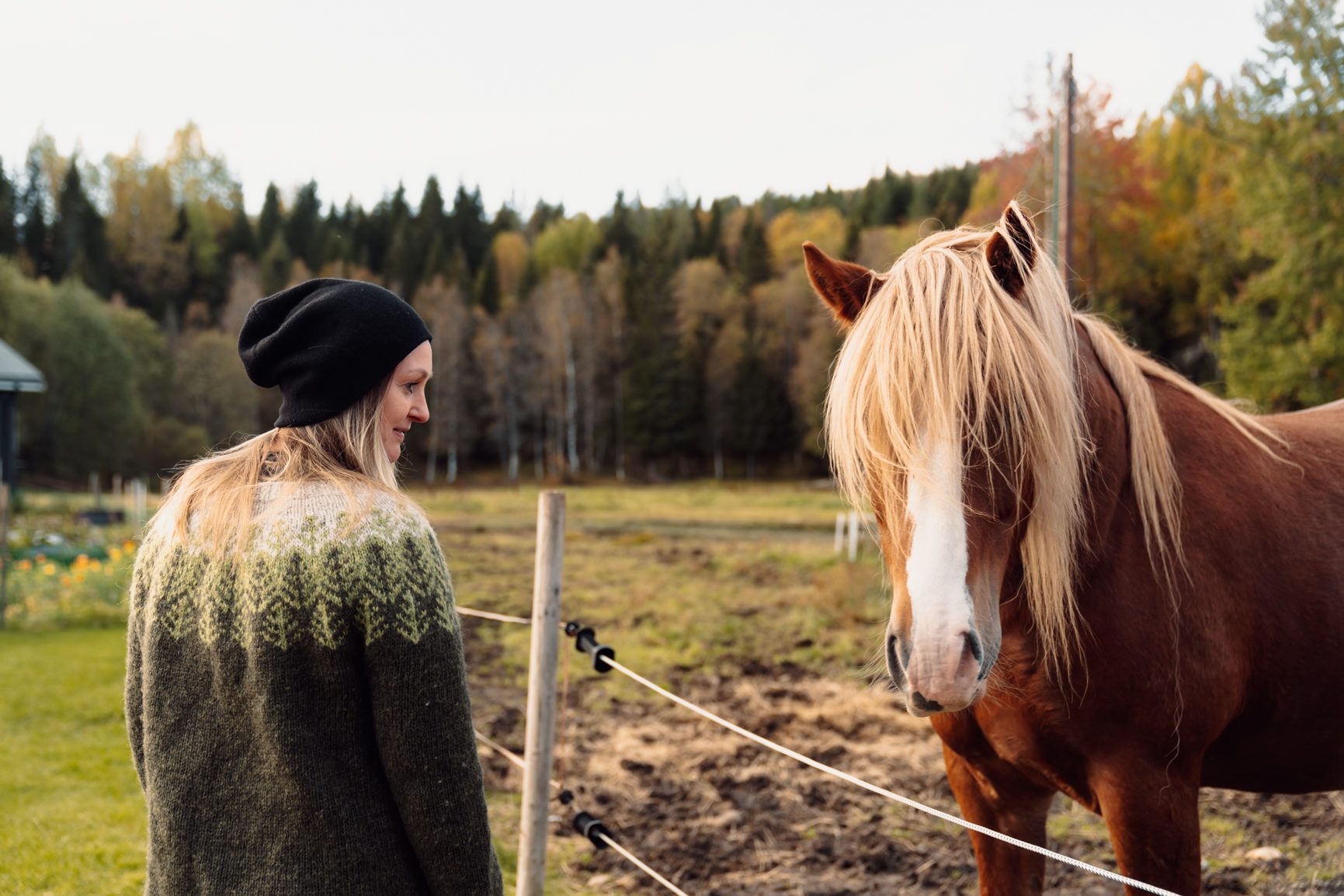 Horse tack, Working animal, Sky, Halter, Plant, Bridle, Sorrel, Tree