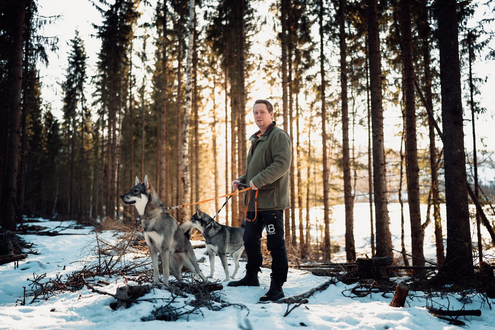 Sled dog, Carnivores, Forest, Winter, Woodland