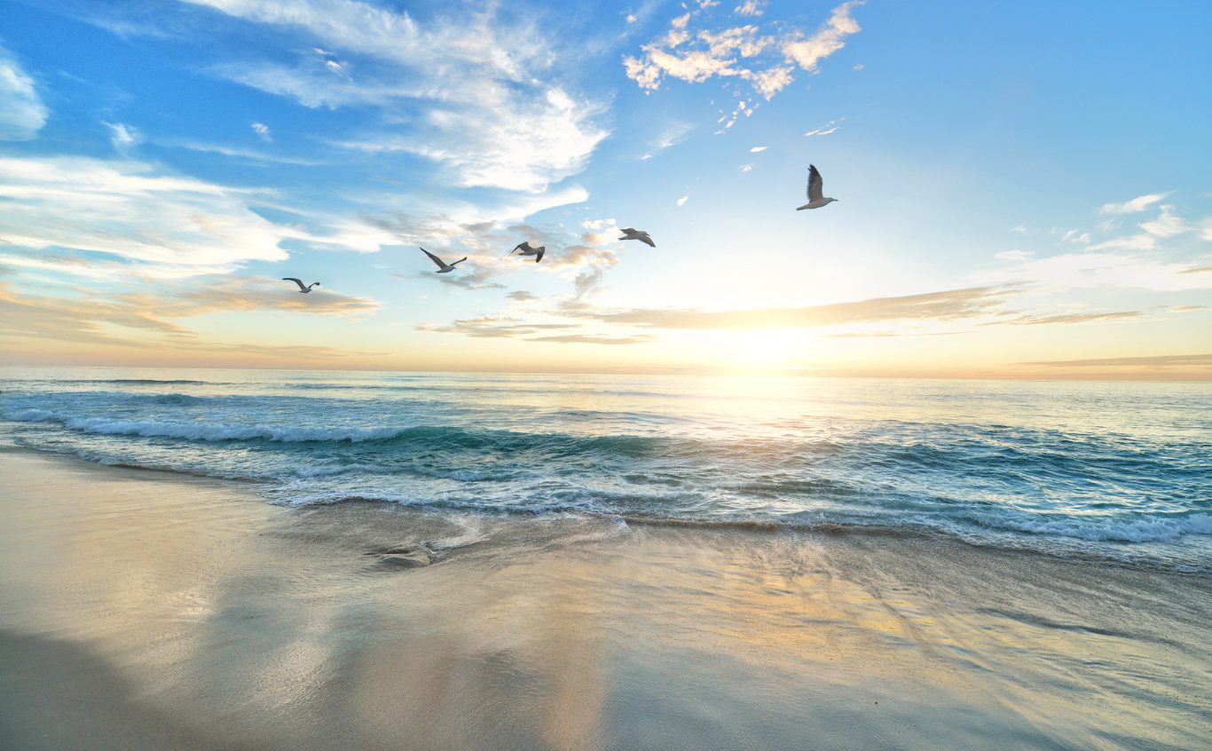 Blue, Cloud, Daytime, Bird, Fluid, Sea, Beach, Horizon, Ocean, Liquid