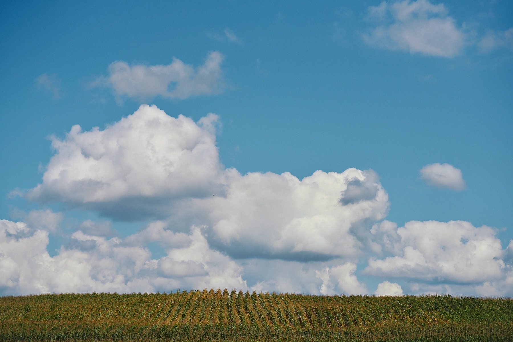Rows of green and golden crops under a blue sky with white clouds.