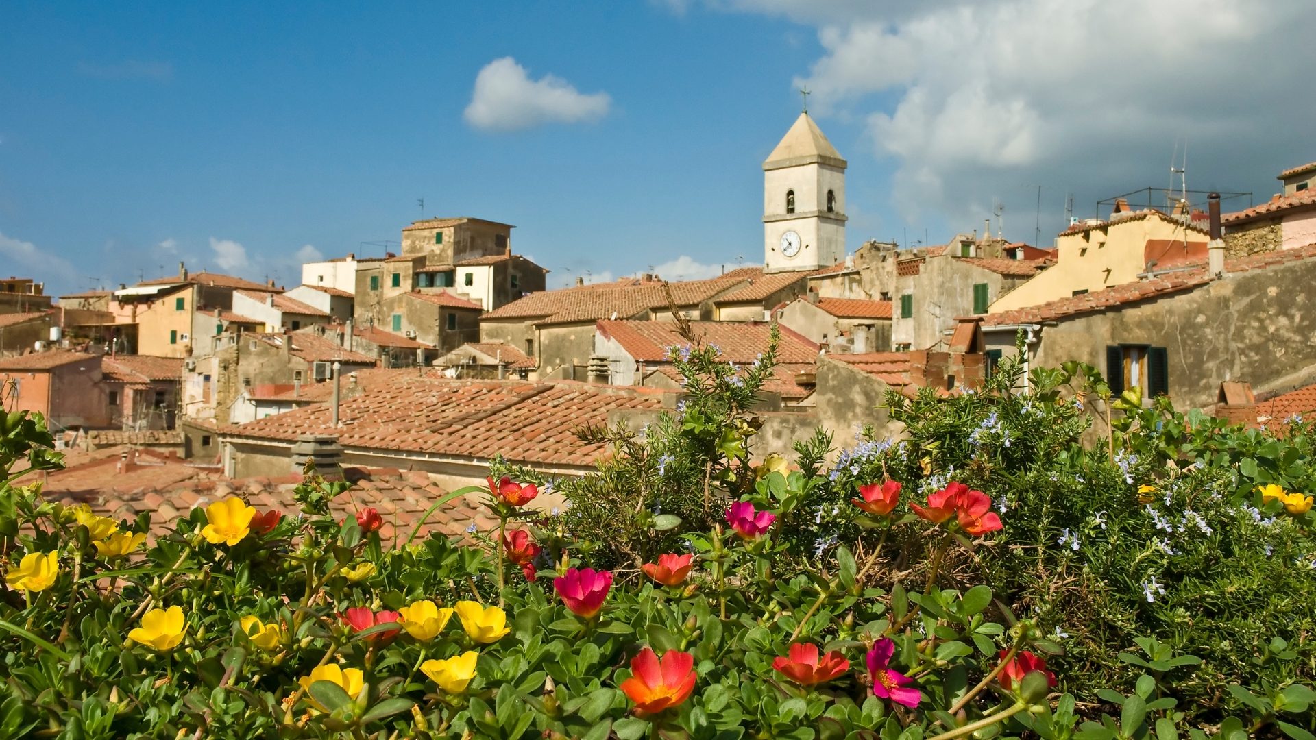 Flower, Petal, Spring