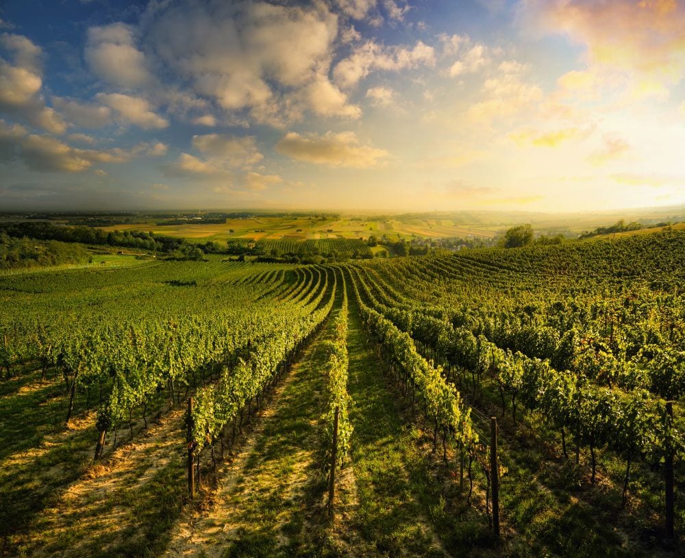 Golden hour illuminates rows of green grapevines in a vast vineyard landscape stretching to the horizon.