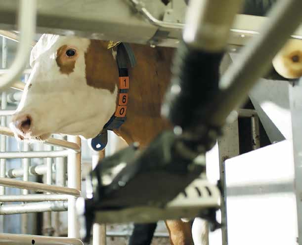 Dairy cattle, Working animal, Bovinae, Snout, Livestock