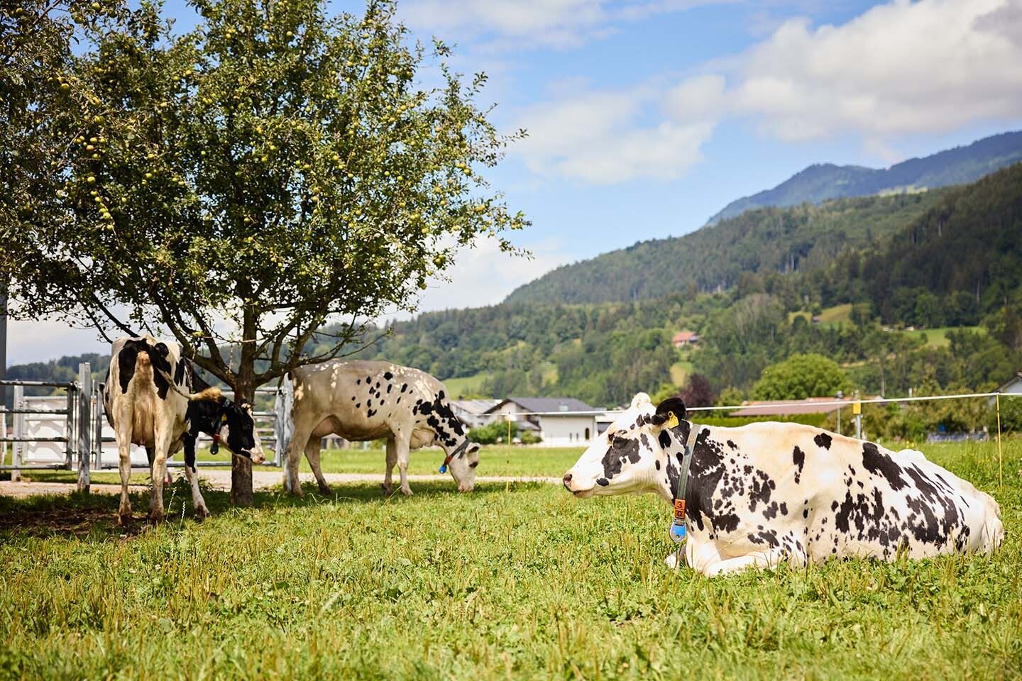 Mountainous landforms, Grass, Mountain, Grassland, Pasture, Hill, Bovinae, Landscape, Summer, Highland