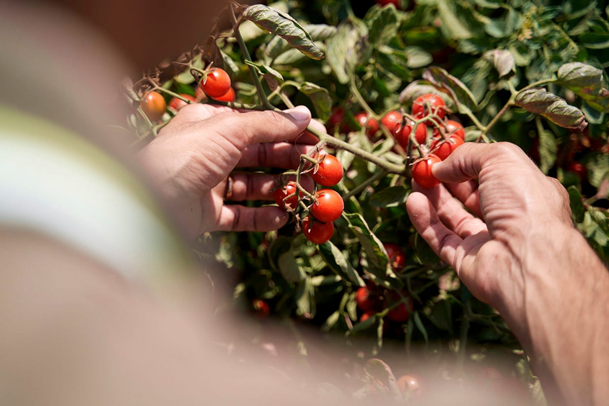 Natural foods, Seedless fruit, Hand, Plant, Finger