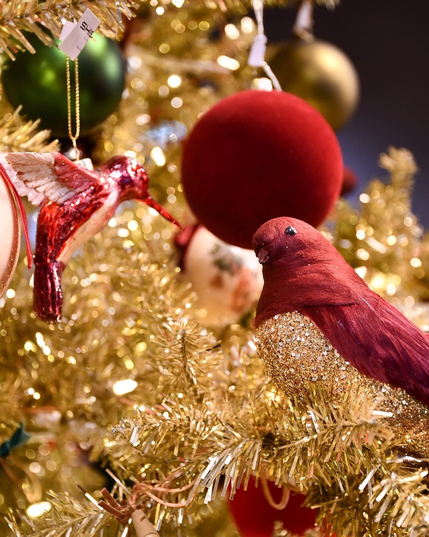 Christmas tree, Holiday ornament, Bird, Plant, Light, Branch, Beak