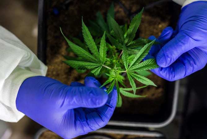 ASIS Cannabis Standard